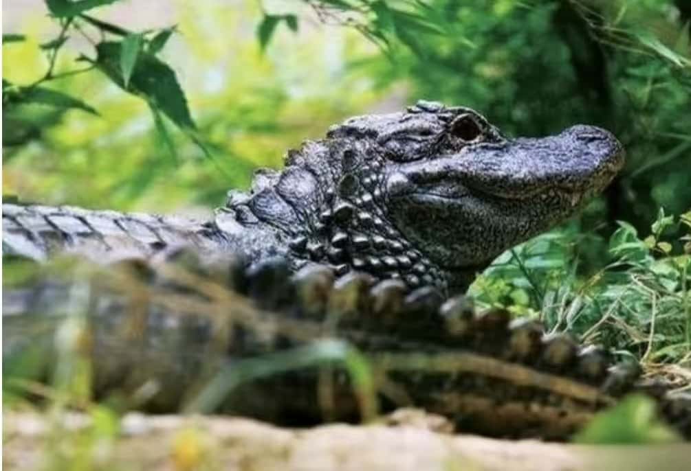 扬子鳄