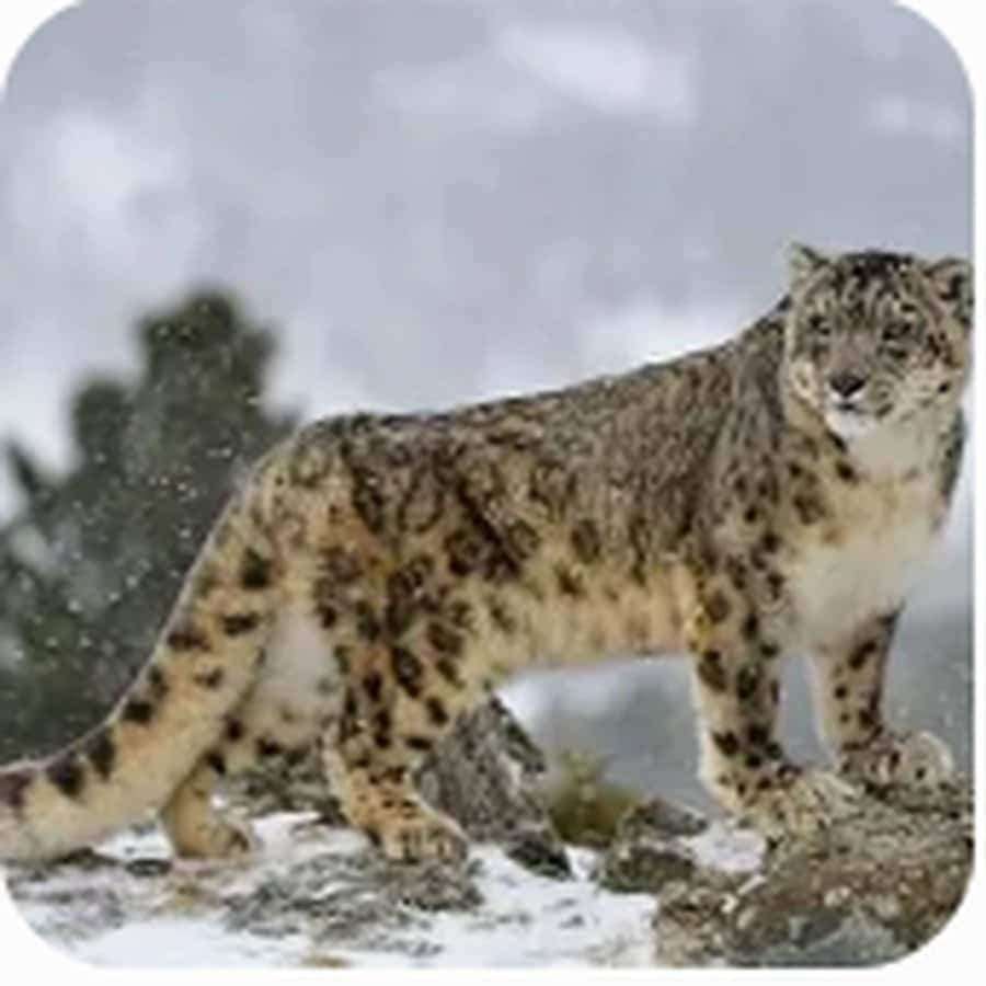 雪豹