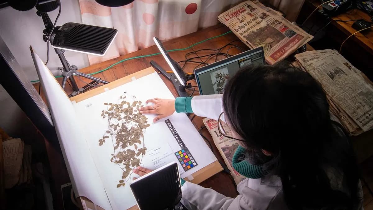 数字化标本和AI，正在改写植物灭绝保护的速度