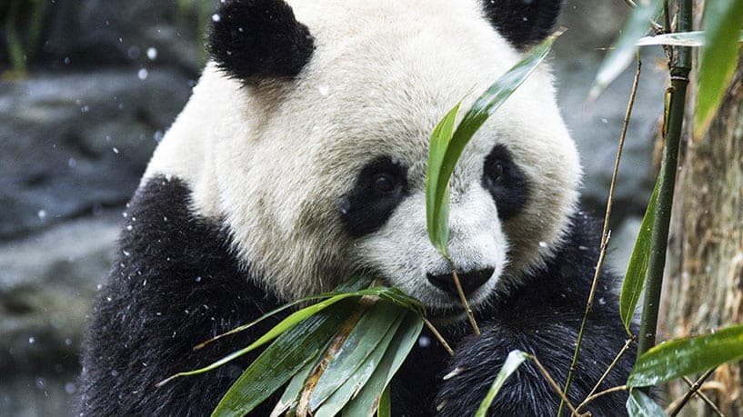 成都大熊猫繁育研究基地代表动物图