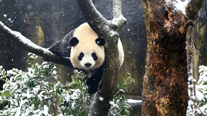 成都大熊猫繁育研究基地代表动物图