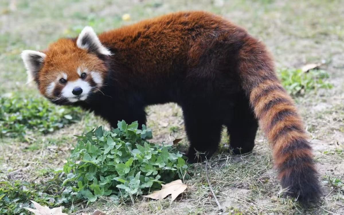 成都动物园代表动物图