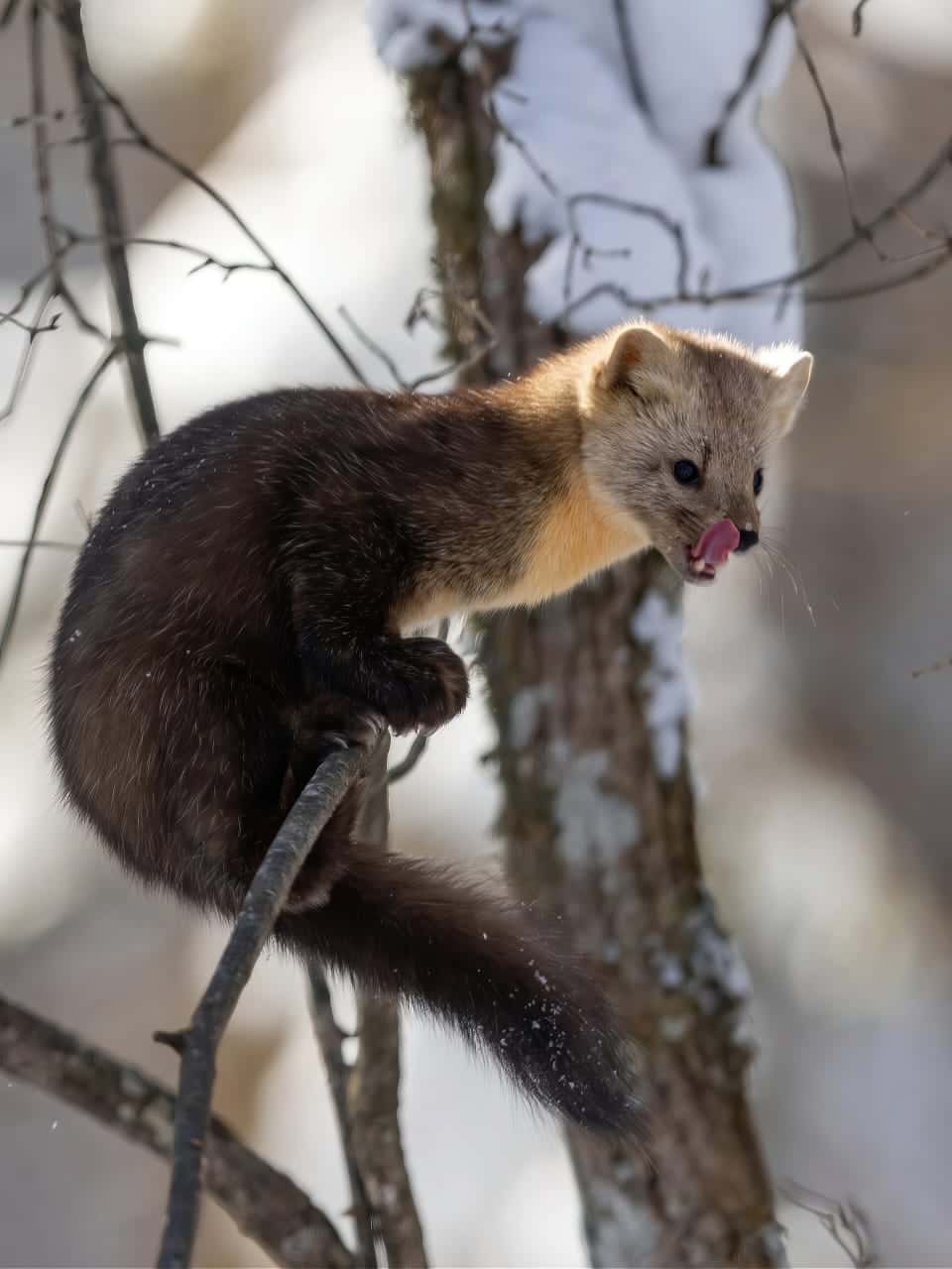 紫貂