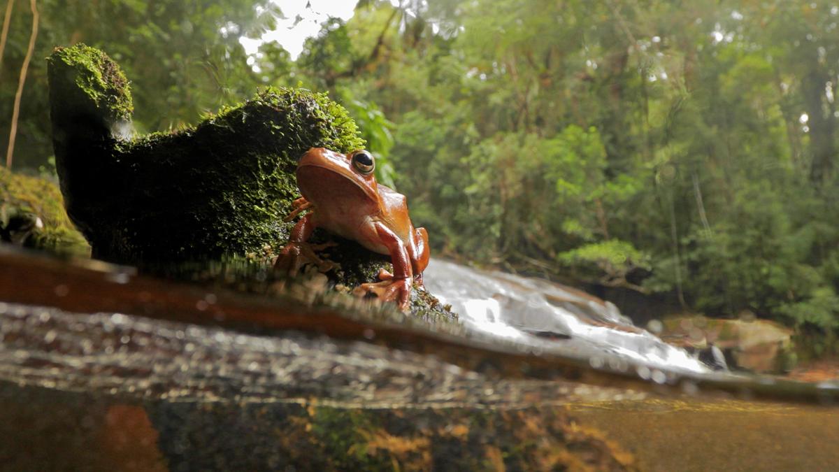 连上栖息地，也连上微生物：保护廊道为什么可能提高野生动物抗病力