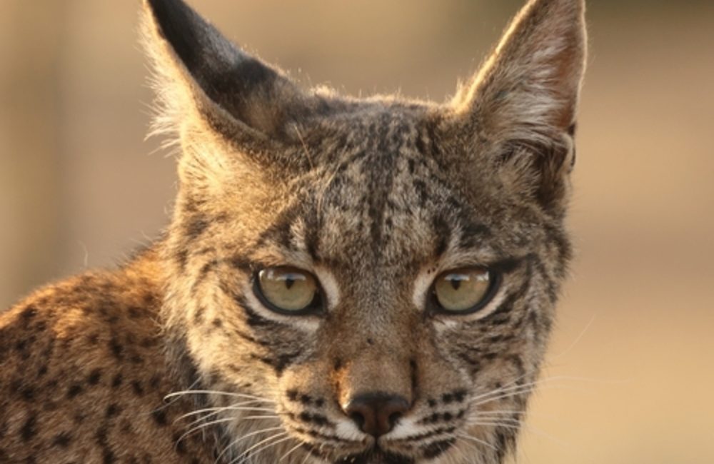 从濒临灭绝到重新扩张：伊比利亚猞猁的二十年逆转