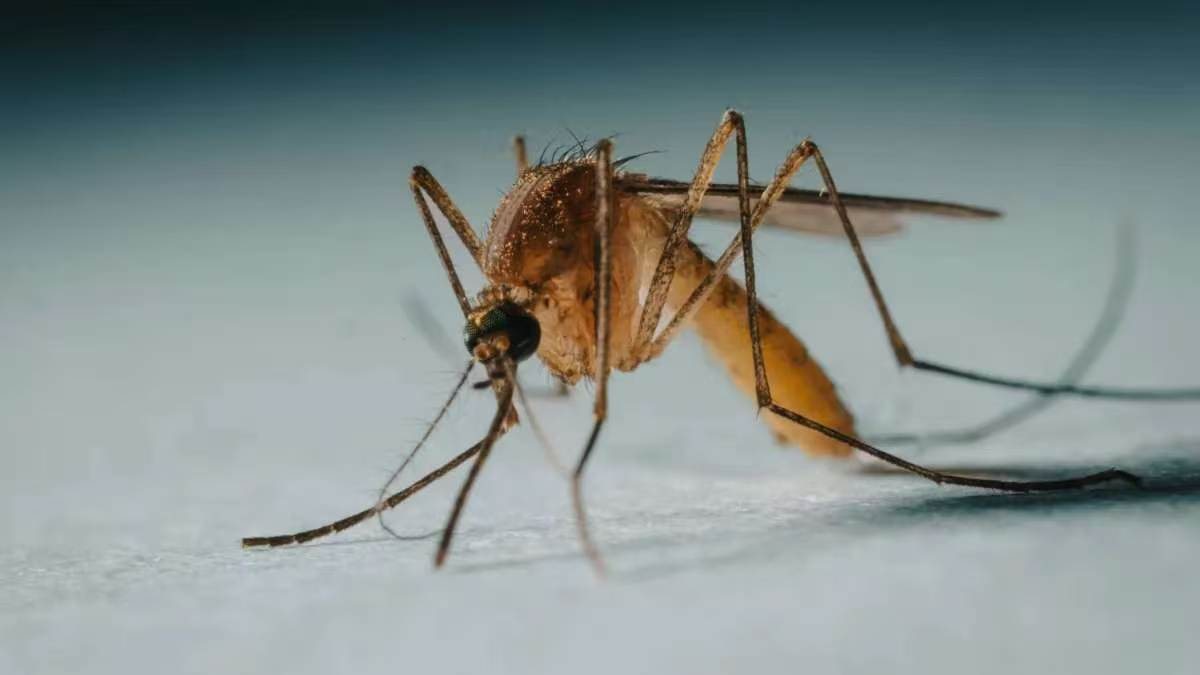 每年杀死76万人：我们能不能让蚊子消失？